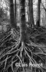 raices-espancc83a